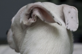 Ear Freckles on a Dog