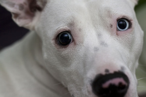 Nose Freckles on a Dog